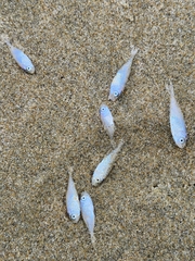 Trachurus novaezelandiae