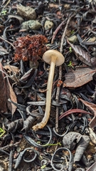 Leucoinocybe