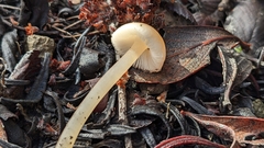 Leucoinocybe