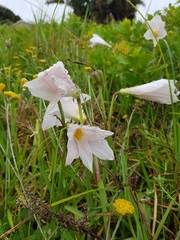 Zephyranthes robusta