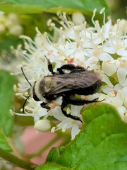 Melandrena