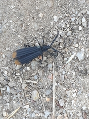 Diatrichalus funereus