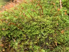Campylophyllum halleri