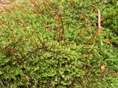 Campylophyllum halleri