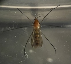 Keroplatidae
