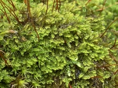 Campylophyllum halleri