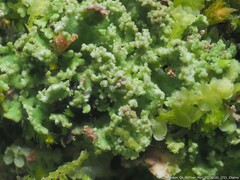 Cladonia caespiticia