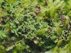 Cladonia caespiticia