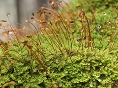 Campylophyllum halleri