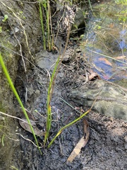 Juncus pallidus pallidus
