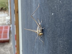 Tettigoniinae
