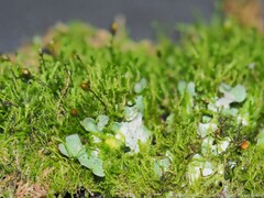 Clasmatodon parvulus