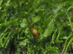 Clasmatodon parvulus