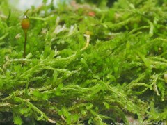 Clasmatodon parvulus