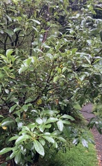 Coprosma dodonaeifolia