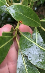 Coprosma dodonaeifolia