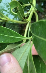 Coprosma dodonaeifolia