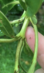 Coprosma dodonaeifolia