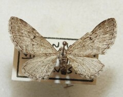 Eupithecia zygadeniata