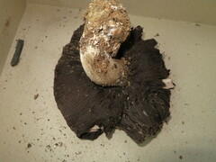 Agaricus pearsonii