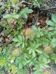 Acaena ovalifolia