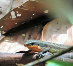 Eutropis multifasciata