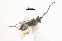 Megaspilidae