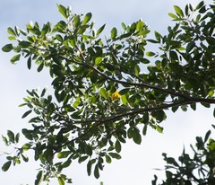 Tabebuia heterophylla