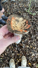 Russula cremoricolor
