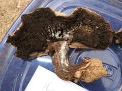 Agaricus pearsonii