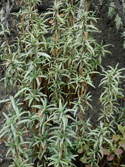 Diplacus aurantiacus