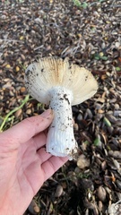 Russula cremoricolor