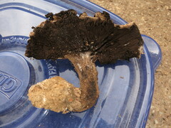 Agaricus pearsonii