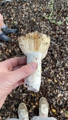 Russula cremoricolor