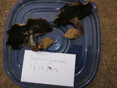 Agaricus pearsonii