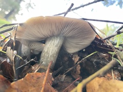 Entoloma ferruginans