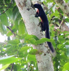 Callosciurus prevostii pluto