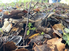 Entoloma ferruginans