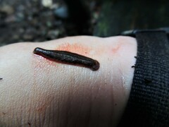 Haemadipsa zeylanica