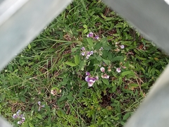 Lathyrus magellanicus