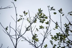 Lonchocarpus punctatus