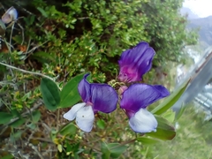 Lathyrus magellanicus