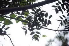 Lonchocarpus punctatus