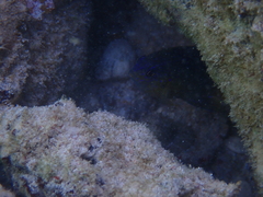 Stegastes leucostictus