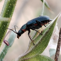 Clanoptilus abdominalis
