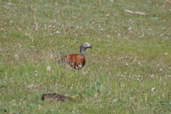 Chloephaga poliocephala