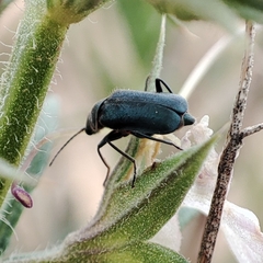 Clanoptilus abdominalis