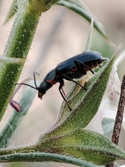 Clanoptilus abdominalis