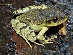 Platyplectrum fletcheri