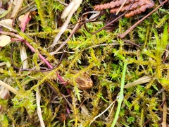 Calliergonella cuspidata